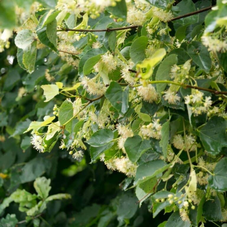 Zandhoven krijgt er honderden nieuwe bomen bij